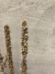 Verbascum thapsus