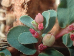 Euphorbia drummondii
