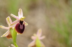 Ophrys exaltata arachnitiformis