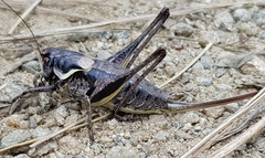 Pholidoptera macedonica