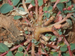 Euphorbia drummondii