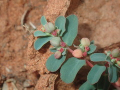 Euphorbia drummondii