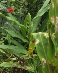 Hedychium coronarium