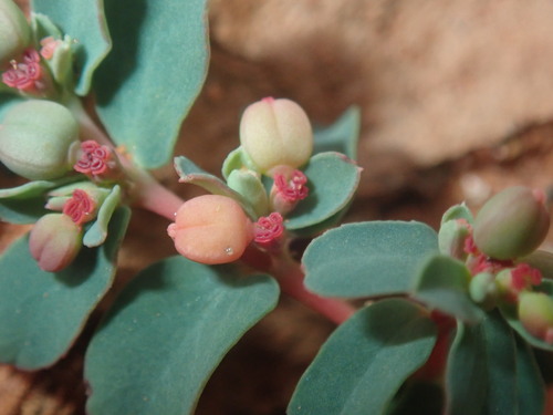 Image of Euphorbia drummondii by (c) Thomas Mesaglio, some rights reserved (CC BY)