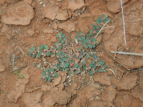 Image of Euphorbia drummondii by (c) Thomas Mesaglio, some rights reserved (CC BY)