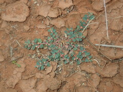 Euphorbia drummondii