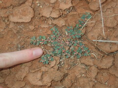 Euphorbia drummondii