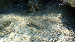 Gobius incognitus
