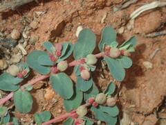 Euphorbia drummondii