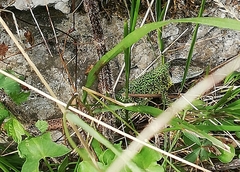 Lacerta schreiberi