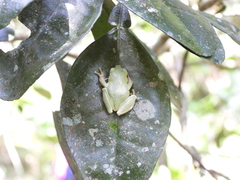 Kurixalus eiffingeri
