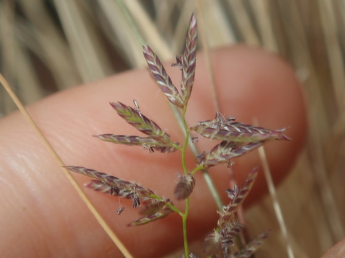 Eragrostis xerophila observed 2022-08-17