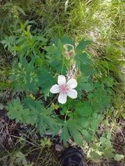 Geranium richardsonii