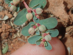 Euphorbia drummondii