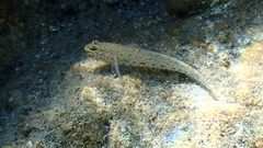 Gobius incognitus