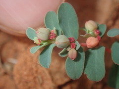 Euphorbia drummondii