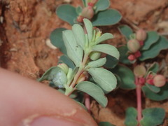 Euphorbia drummondii