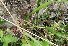 Lacerta schreiberi