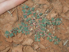 Euphorbia drummondii