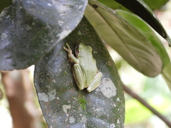 Kurixalus eiffingeri