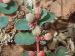 Euphorbia drummondii