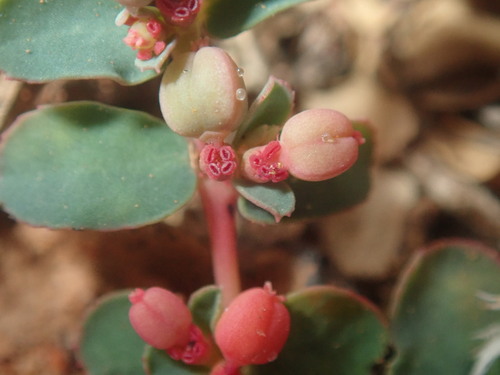 Image of Euphorbia drummondii by (c) Thomas Mesaglio, some rights reserved (CC BY)