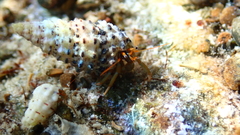 Clibanarius erythropus