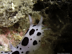 Peltodoris atromaculata