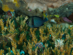 Dascyllus reticulatus