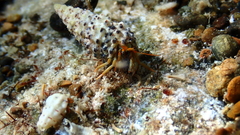 Clibanarius erythropus