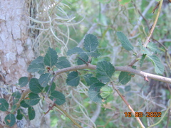 Crataegus baroussana