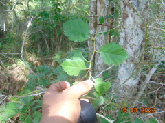 Crataegus baroussana