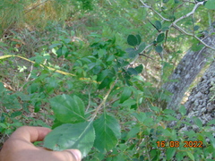 Crataegus baroussana