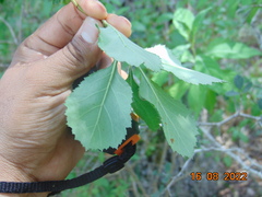 Crataegus baroussana