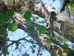 Crataegus baroussana