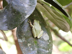 Kurixalus eiffingeri