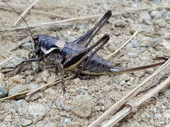 Pholidoptera macedonica