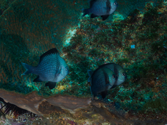 Dascyllus reticulatus