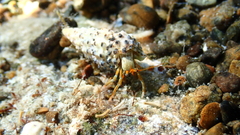 Clibanarius erythropus