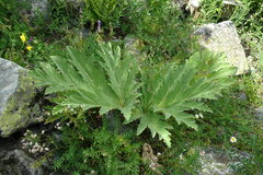 Heracleum leskovii