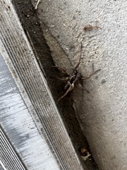 Lycosinae