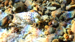 Clibanarius erythropus