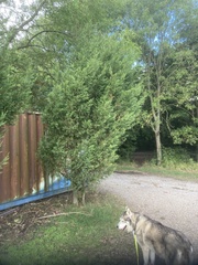 Sequoia sempervirens