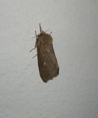 Pharmacis aemilianus