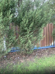 Sequoia sempervirens