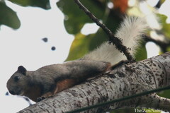 Callosciurus erythraeus erythraeus