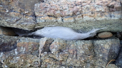 Segestria florentina