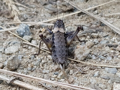 Pholidoptera macedonica