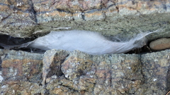 Segestria florentina