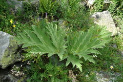Heracleum leskovii